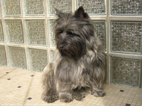 Photo de Cairn terrier