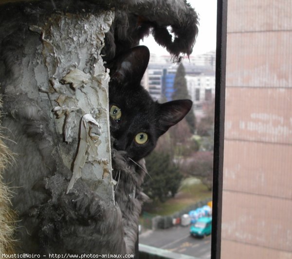 Photo de Chat domestique