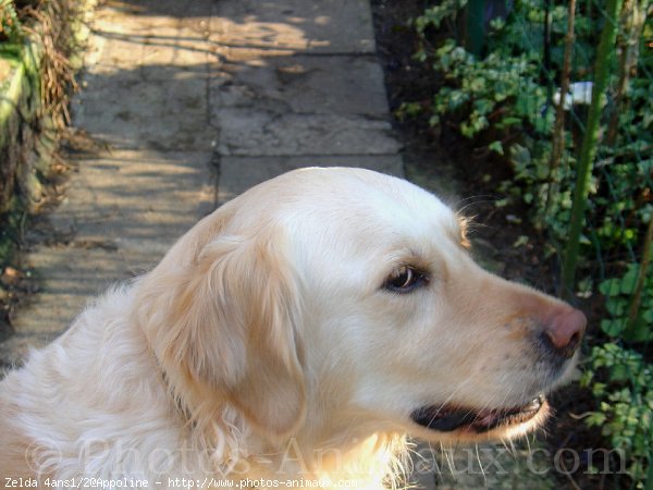 Photo de Golden retriever