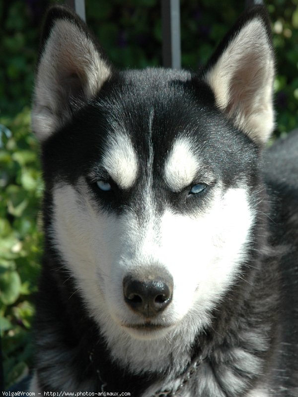 Photo de Husky siberien