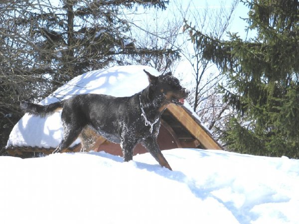 Photo de Berger de beauce