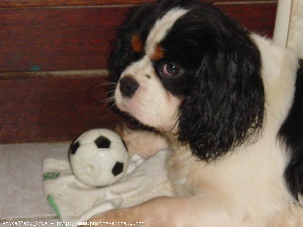 Photo de Cavalier king charles spaniel