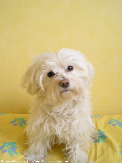 Photo de Bichon maltais