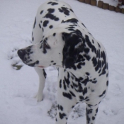 Photo de Dalmatien