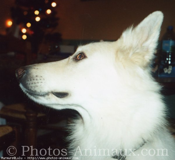 Photo de Berger blanc suisse