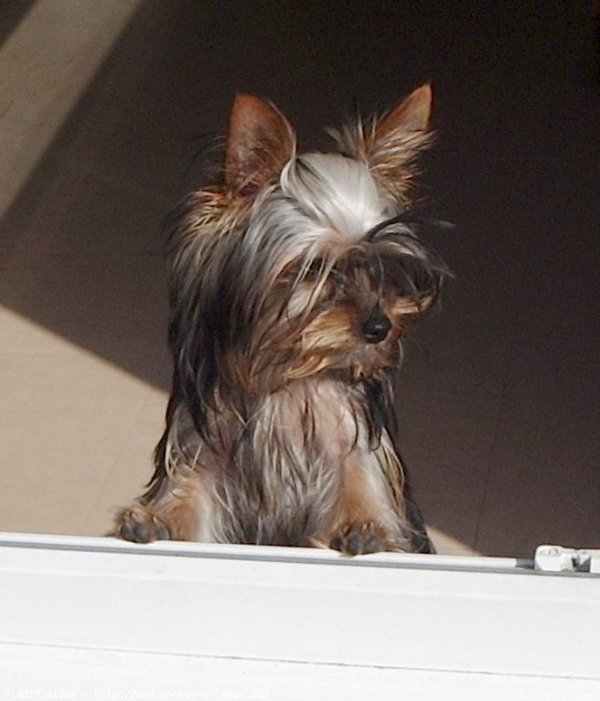 Photo de Yorkshire terrier