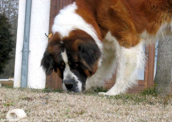 Photo de Saint-bernard poil long