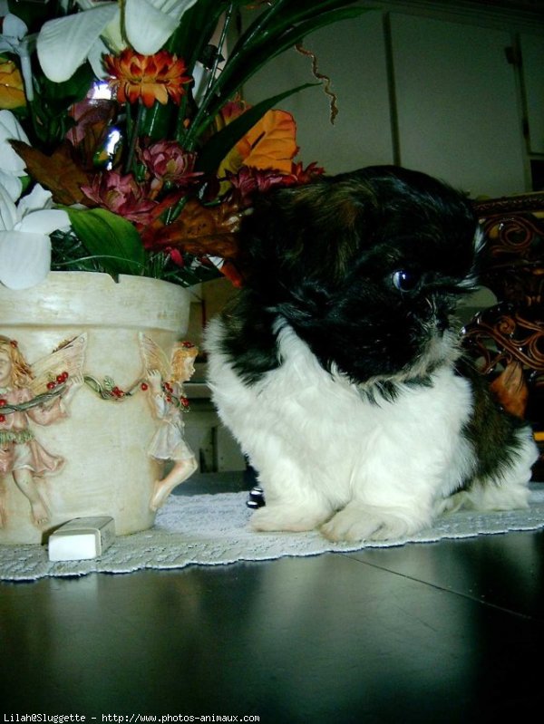 Photo de Shih tzu