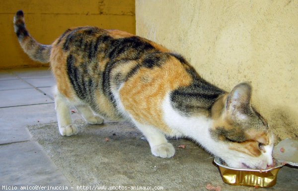 Photo de Chat domestique