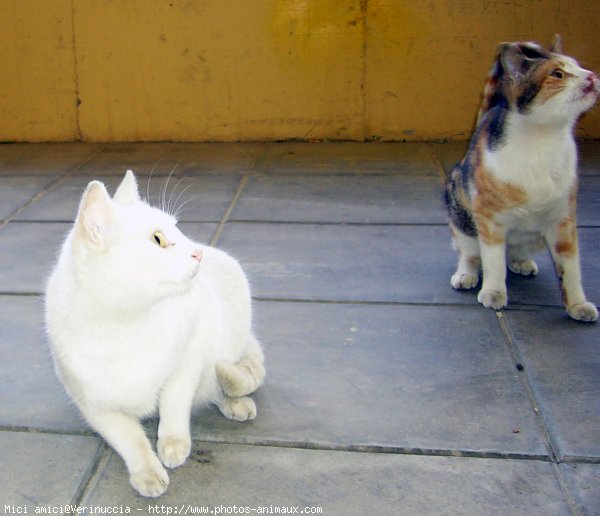 Photo de Chat domestique