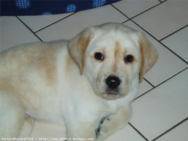 Photo de Labrador retriever