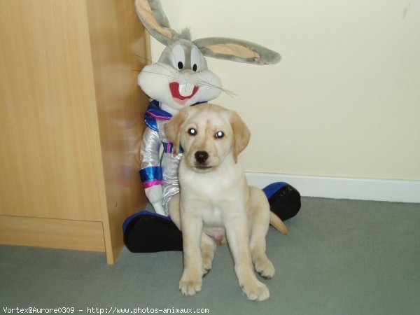 Photo de Labrador retriever