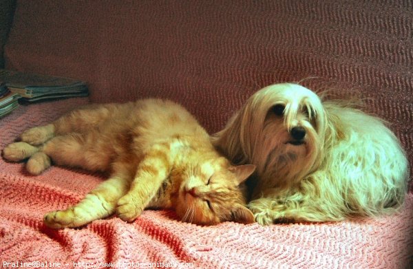 Photo de Coton de tulear