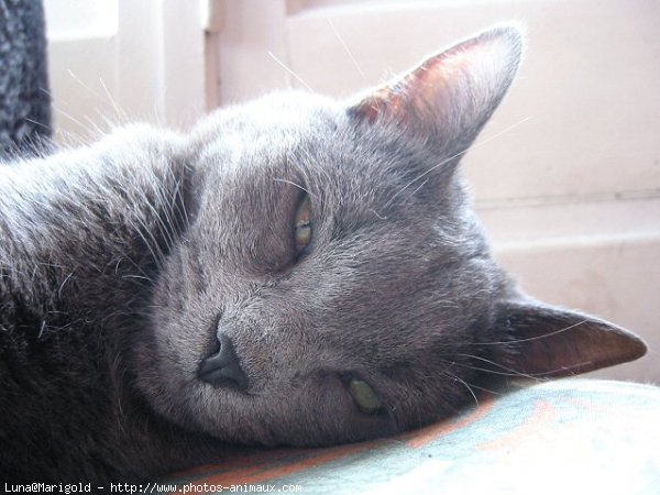 Photo de Chartreux