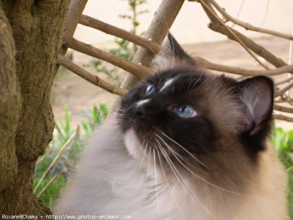 Photo de Ragdoll