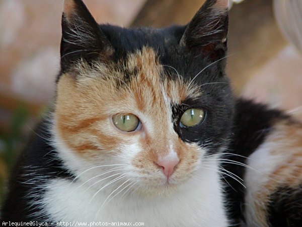 Photo de Chat domestique