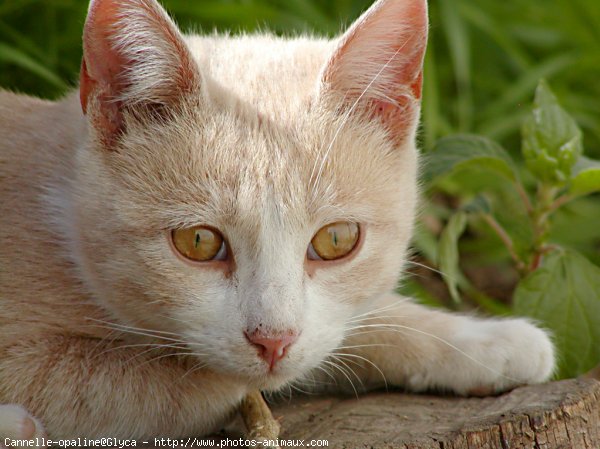 Photo de Chat domestique