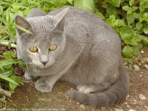 Photo de Chat domestique