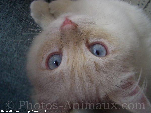 Photo de Ragdoll