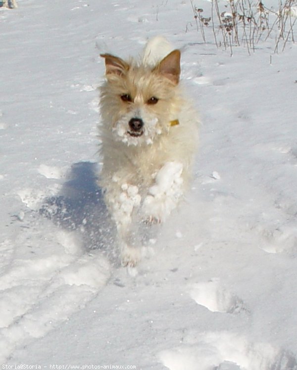 Photo de Jack russell terrier