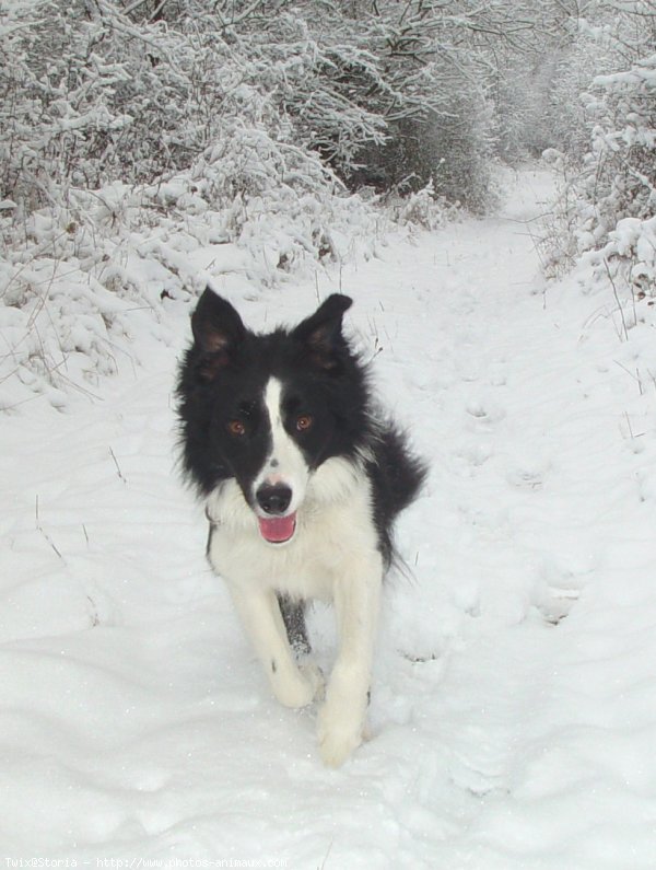 Photo de Border collie