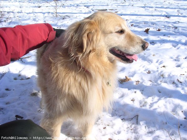 Photo de Golden retriever