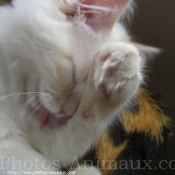 Photo de Ragdoll