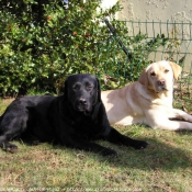 Photo de Labrador retriever