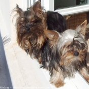 Photo de Yorkshire terrier