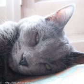 Photo de Chartreux