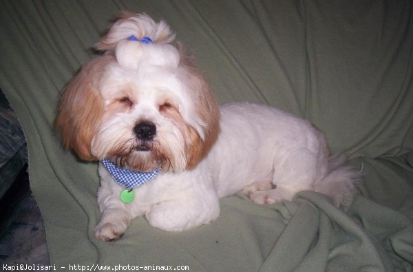 Photo de Lhassa apso