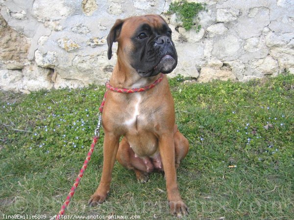 Photo de Boxer