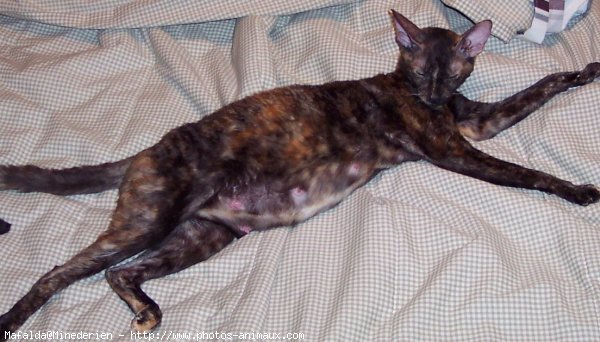 Photo de Cornish rex