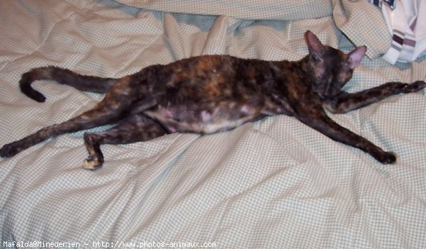 Photo de Cornish rex