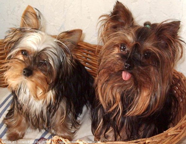 Photo de Yorkshire terrier