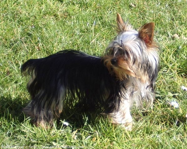 Photo de Yorkshire terrier