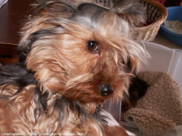 Photo de Yorkshire terrier