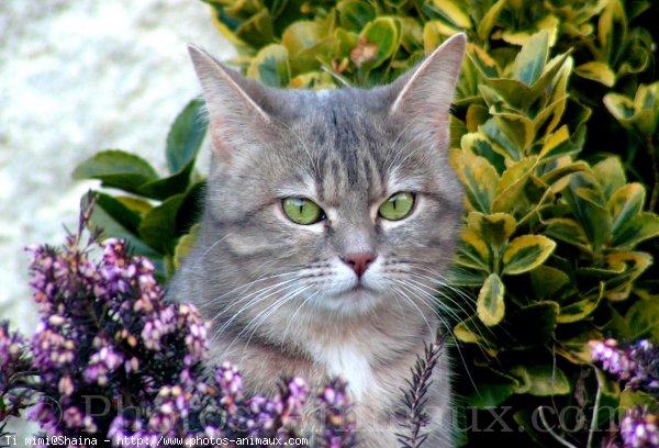 Photo de Chat domestique