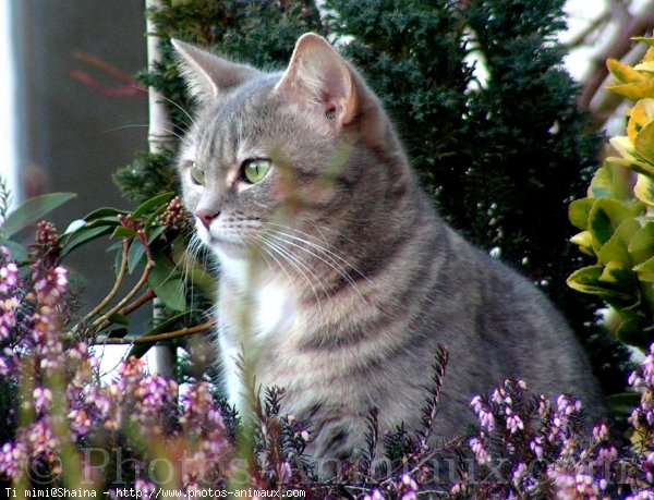 Photo de Chat domestique