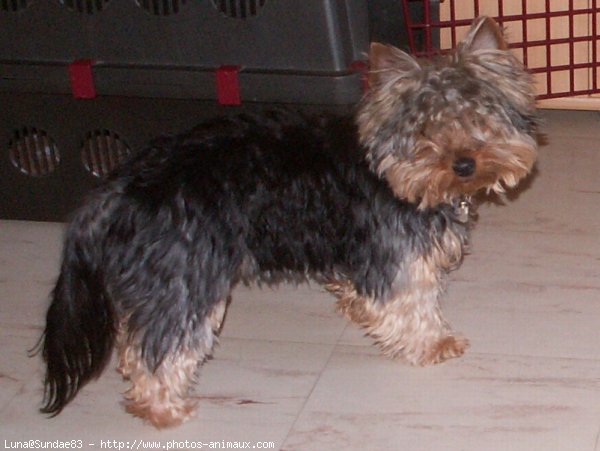 Photo de Yorkshire terrier