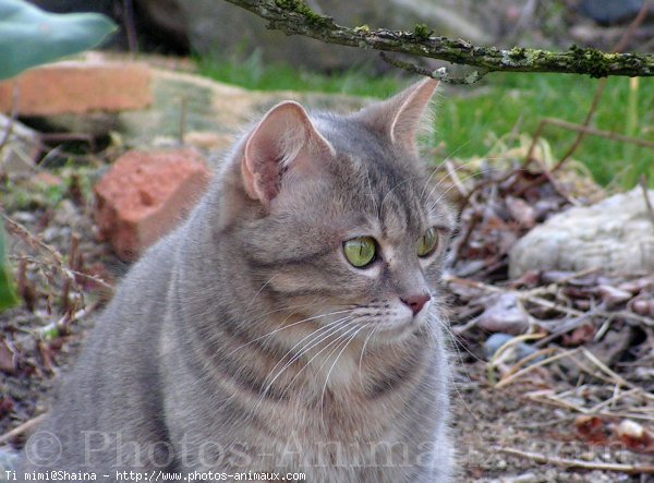 Photo de Chat domestique