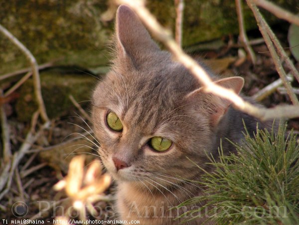 Photo de Chat domestique