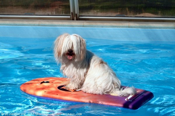 Photo de Coton de tulear