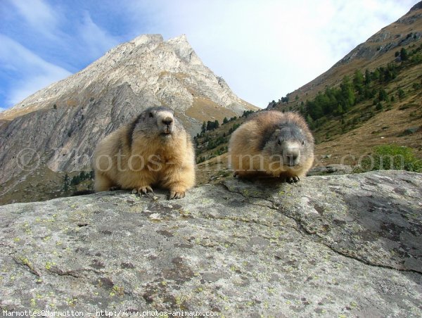 Photo de Marmotte