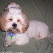 Photo de Lhassa apso