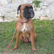 Photo de Boxer