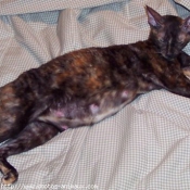 Photo de Cornish rex