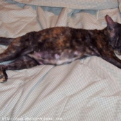 Photo de Cornish rex