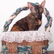 Photo de Cornish rex