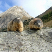 Photo de Marmotte